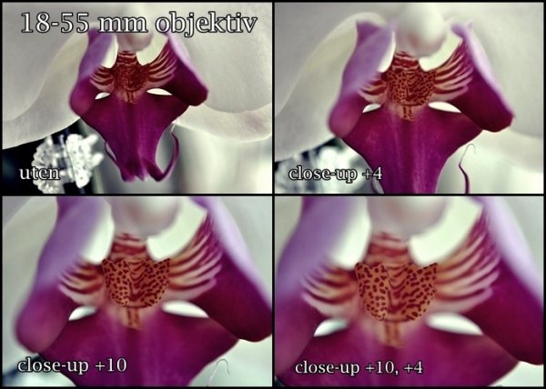 Fotografera Orkide med Close-up filter